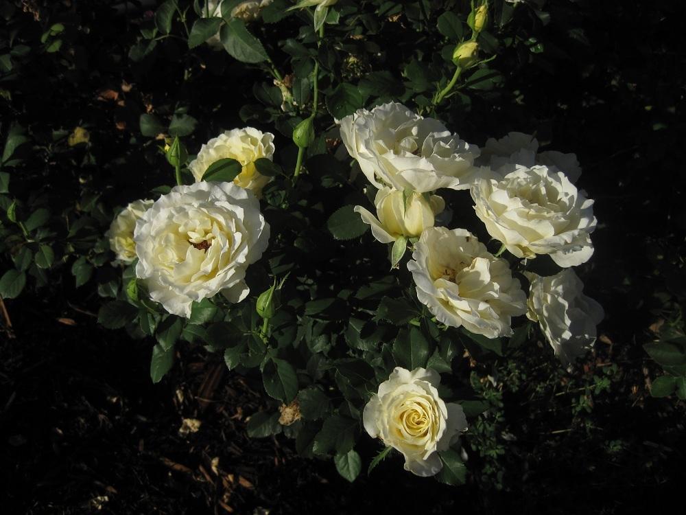 Photo of Rose (Rosa 'White Licorice') uploaded by Skiekitty