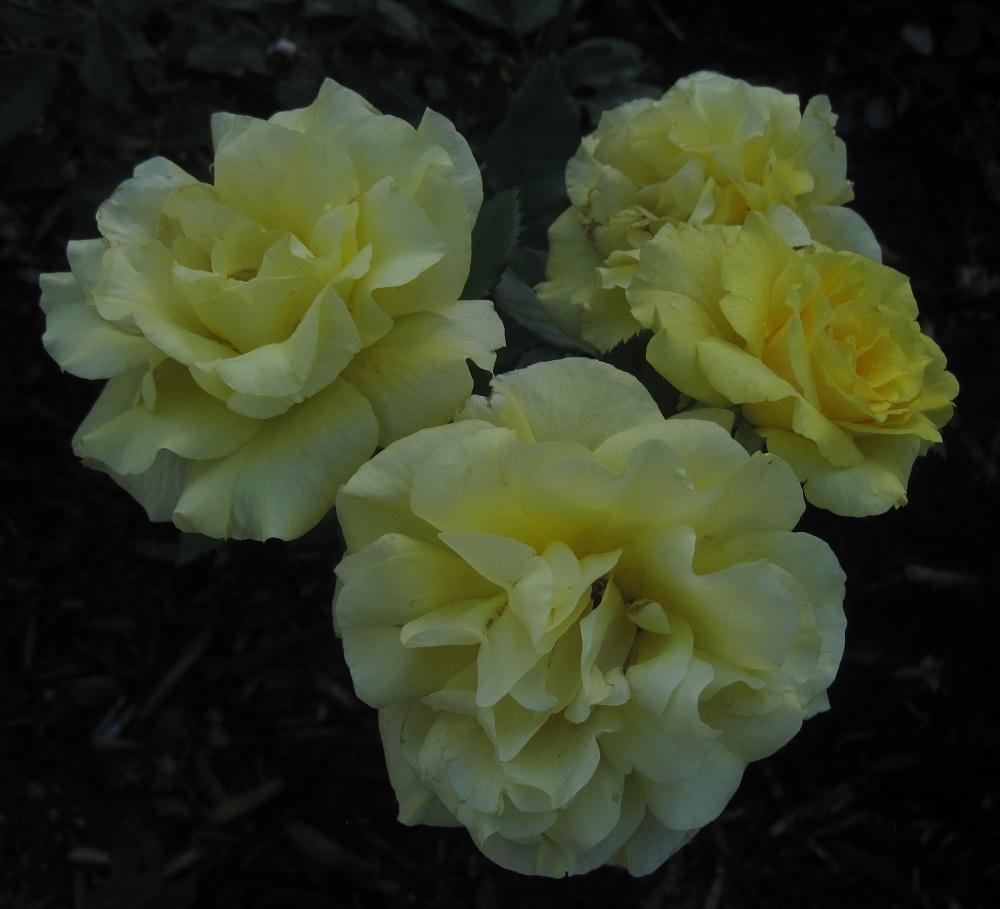 Photo of Rose (Rosa 'Sunsprite') uploaded by Skiekitty