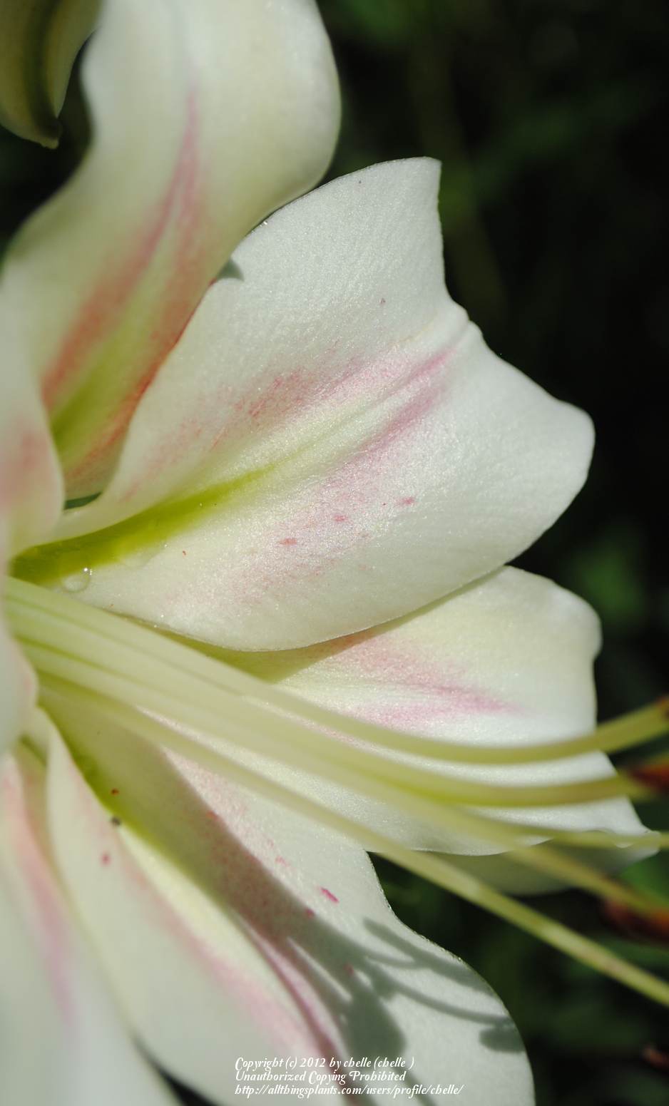 Photo of Lily (Lilium 'Bonbini') uploaded by chelle