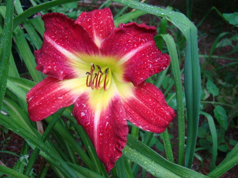 Photo of Daylily (Hemerocallis 'Late to the Party') uploaded by nh4me