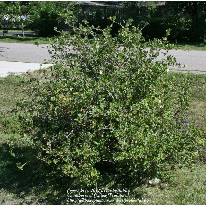 Photo of Gooseberry (Ribes uva-crispa) uploaded by tabby