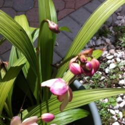 Location: South Florida
Date: 2012-08-04
In the heat of summer, my ground orchids are blooming profusely.