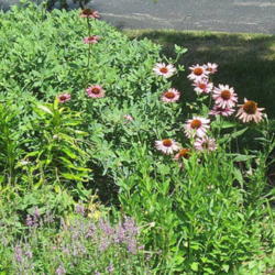 Location: Sun Zone 6a
Date: 2012-08-04
Seen here next to Baptisia