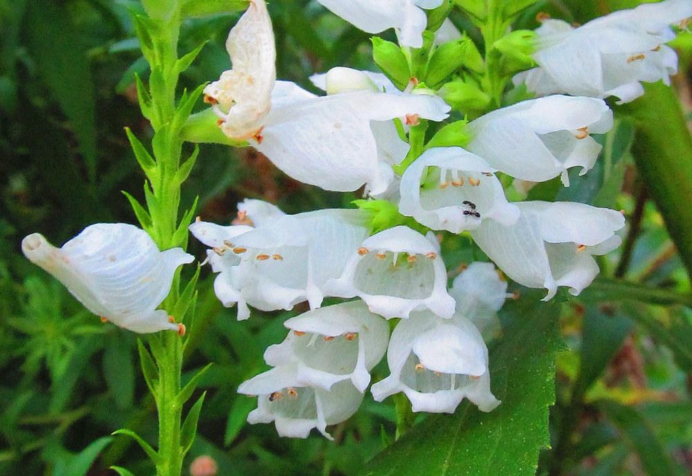 Photo of Obedient Plant (Physostegia) uploaded by jmorth