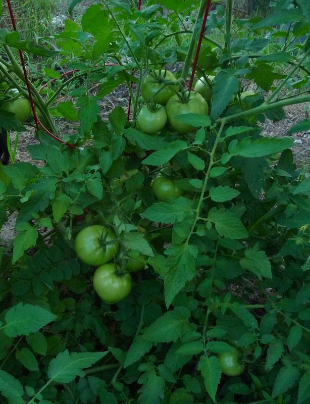 Photo of Tomatoes (Solanum lycopersicum) uploaded by gardengus
