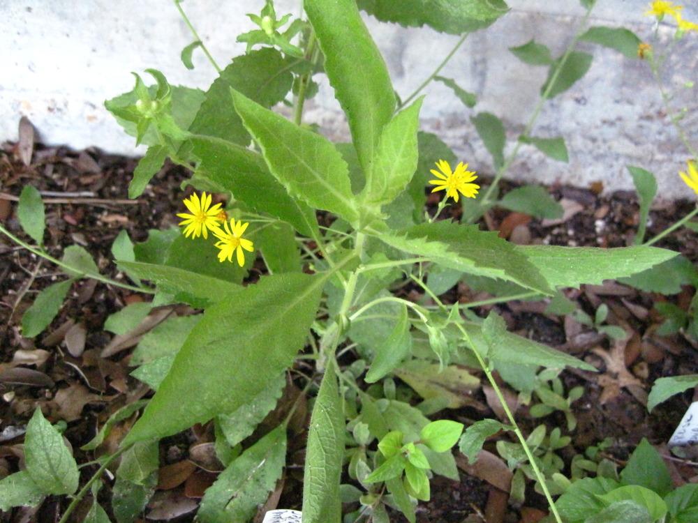 Photo of Camphor Weed (Heterotheca subaxillaris) uploaded by piksihk