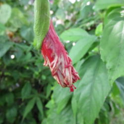 Location: my garden 
Date: 2012-08-04
bud waiting to open, underside of the bloom; just love this bloom