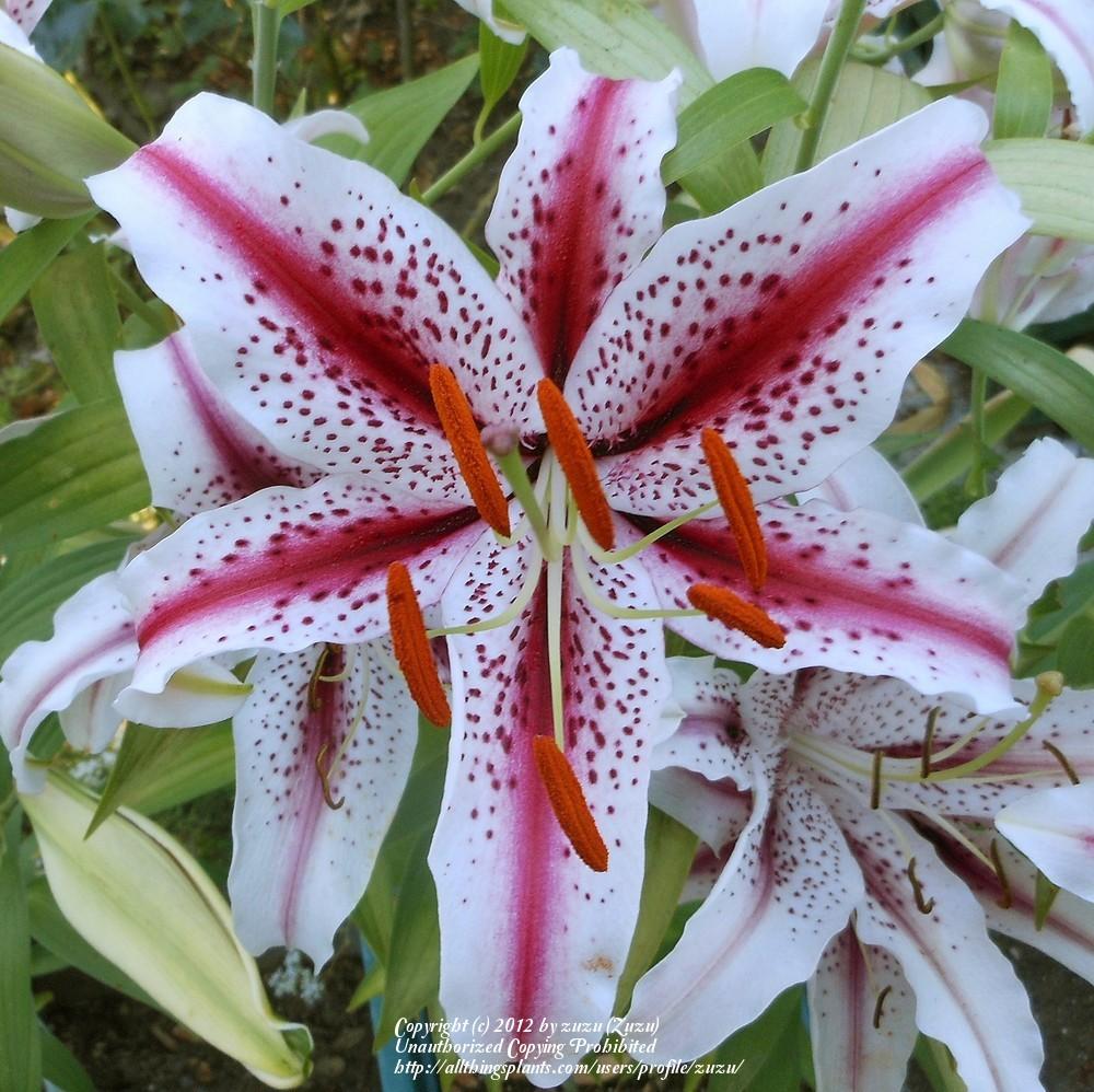 Photo of Oriental Lily (Lilium 'Dizzy') uploaded by zuzu