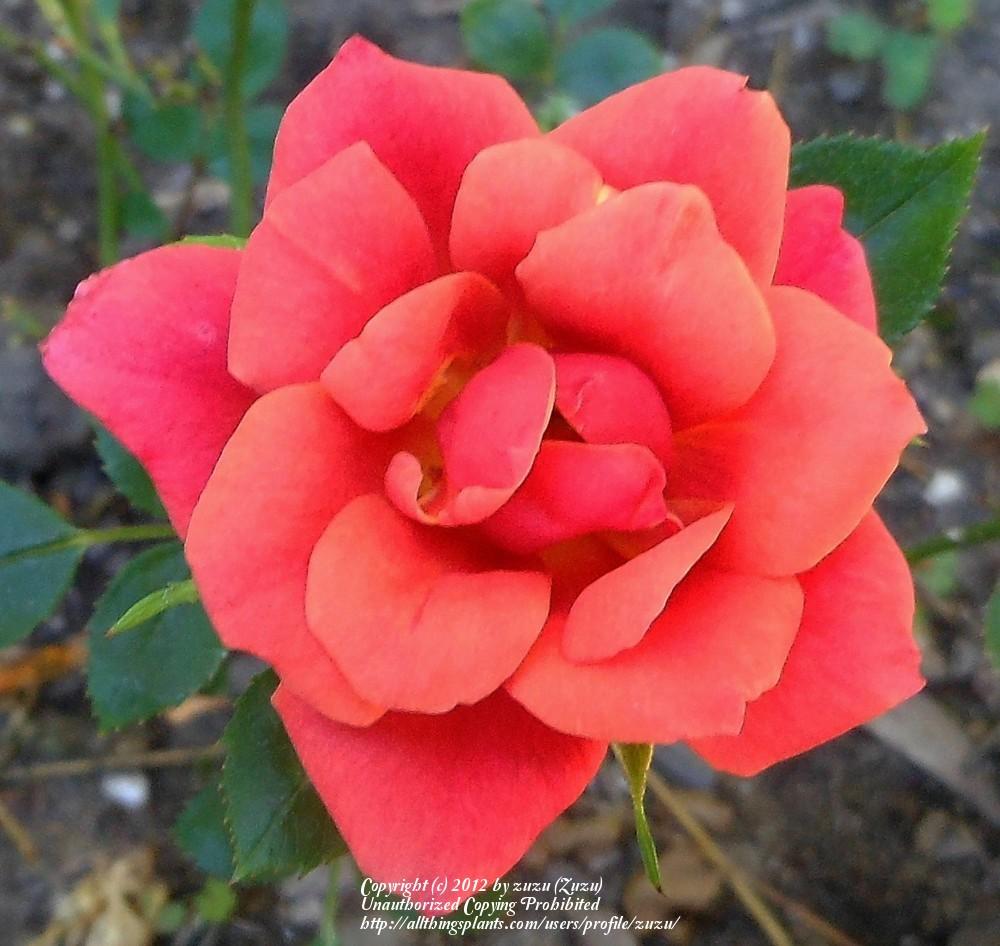 Photo of Rose (Rosa 'Copper Sunset') uploaded by zuzu
