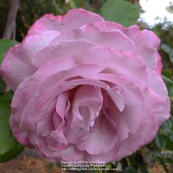 Location: In my Northern California garden
Date: 2012-08-04