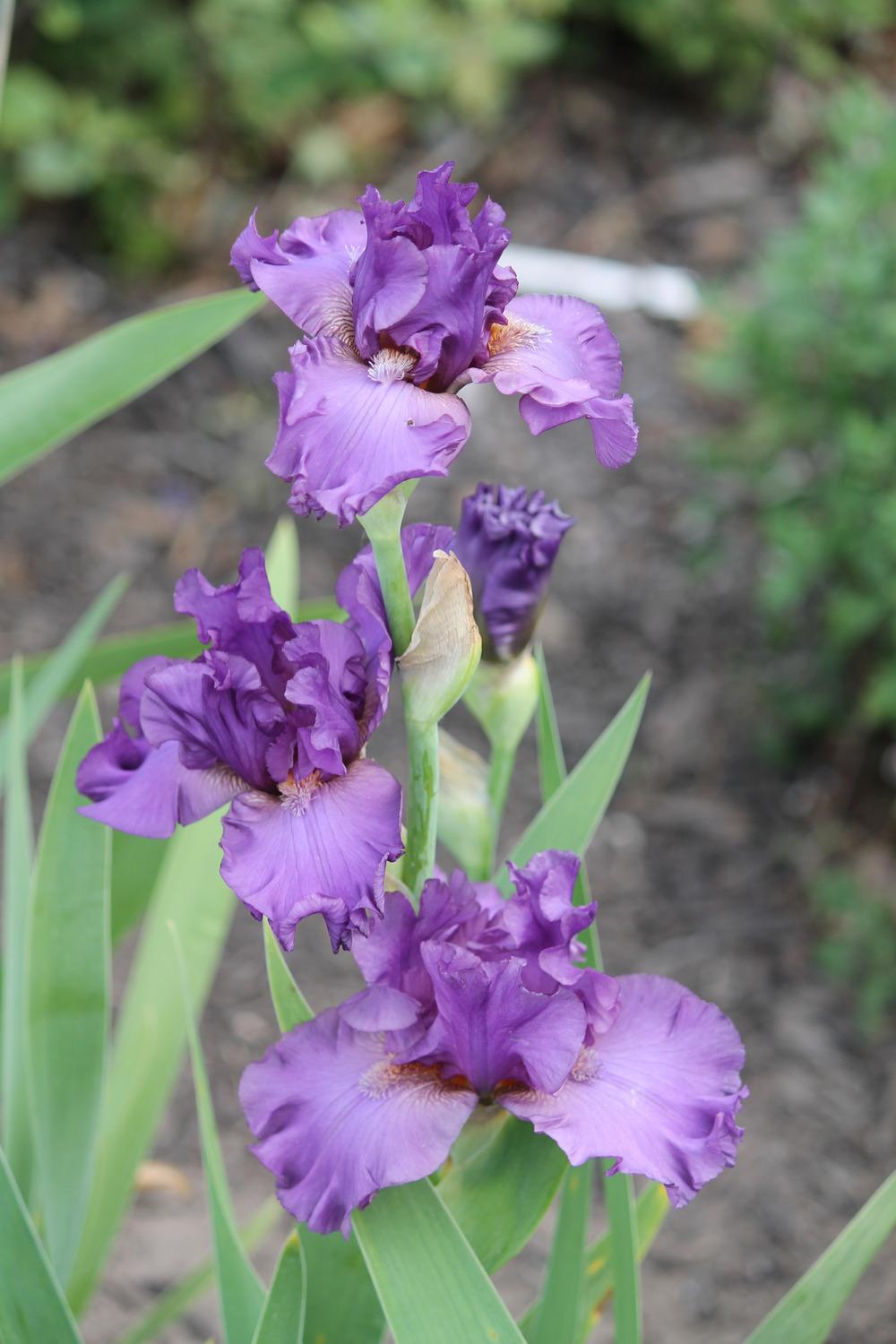 Photo of Tall Bearded Iris (Iris 'Formal Event') uploaded by ARUBA1334