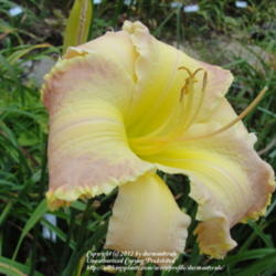 Location: Wilmington, DE
Date: 2012-08-06
Blooms very pale here.