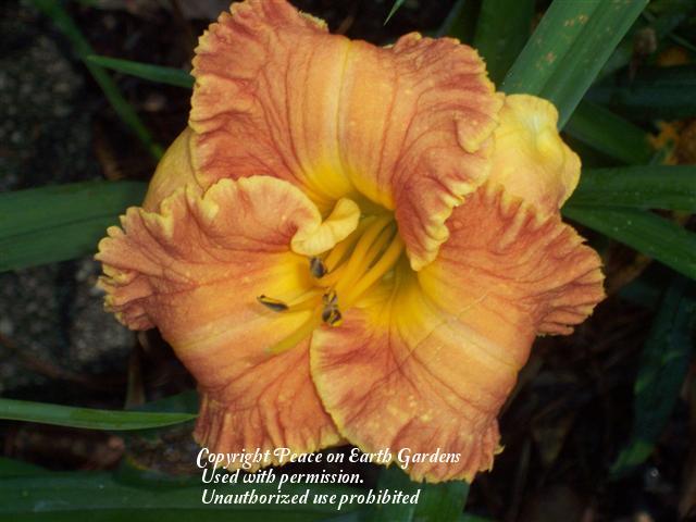 Photo of Daylily (Hemerocallis 'Rags to Riches') uploaded by vic