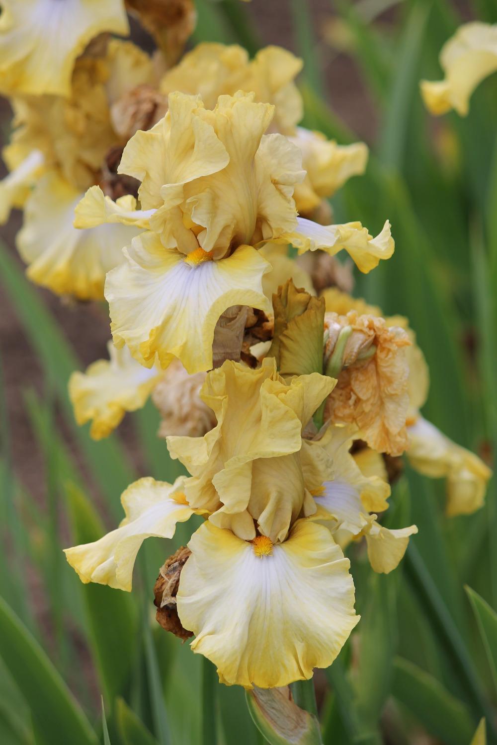 Photo of Tall Bearded Iris (Iris 'Scandinavian Gal') uploaded by ARUBA1334