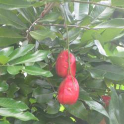 Location: Southwest Florida
Date: August 2012
Fruit is very toxic when eaten unripe.