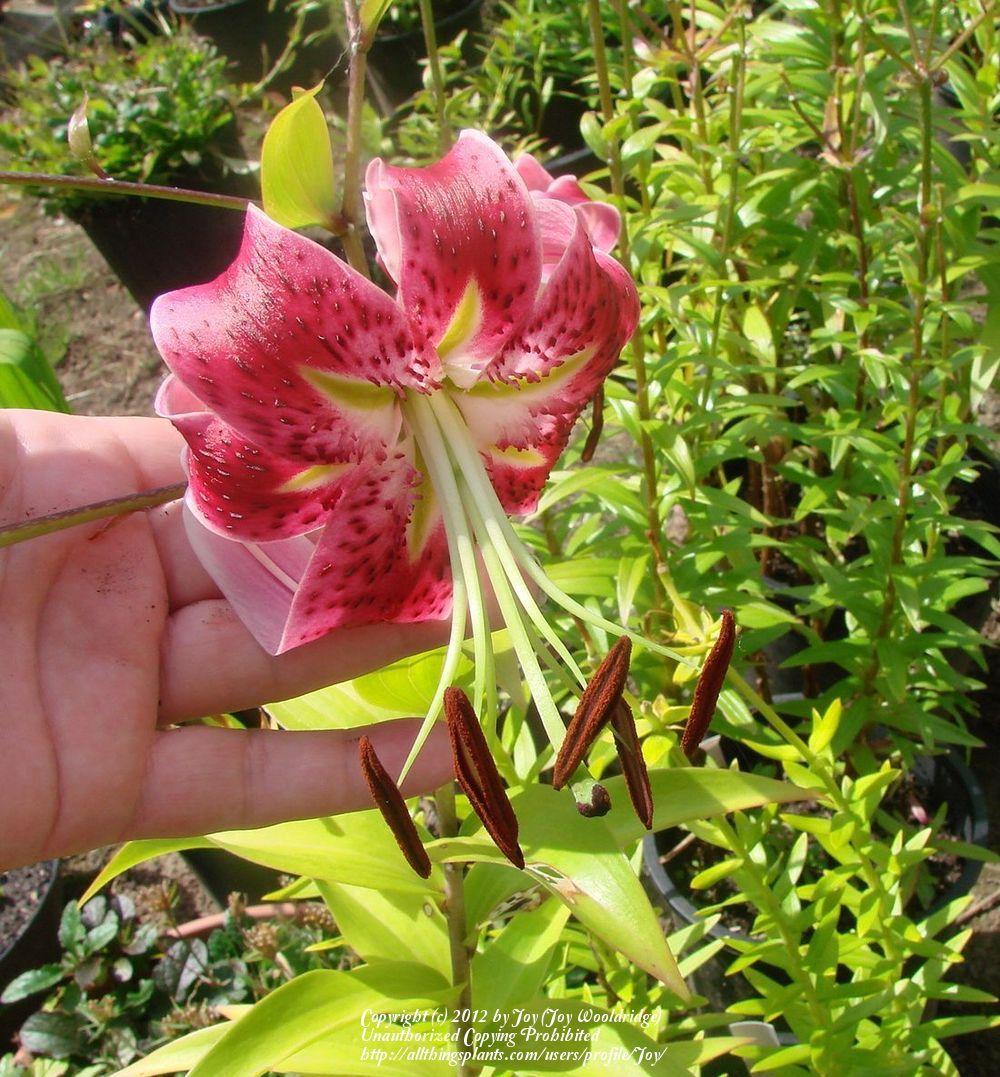 Photo of Lily (Lilium 'Scarlet Delight') uploaded by Joy