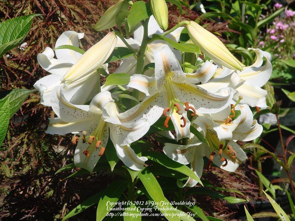 Photo of Lily (Lilium 'Garden Party') uploaded by Joy