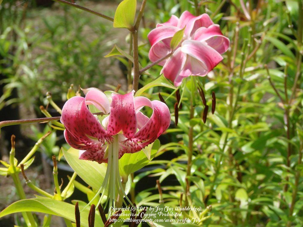 Photo of Lily (Lilium 'Scarlet Delight') uploaded by Joy