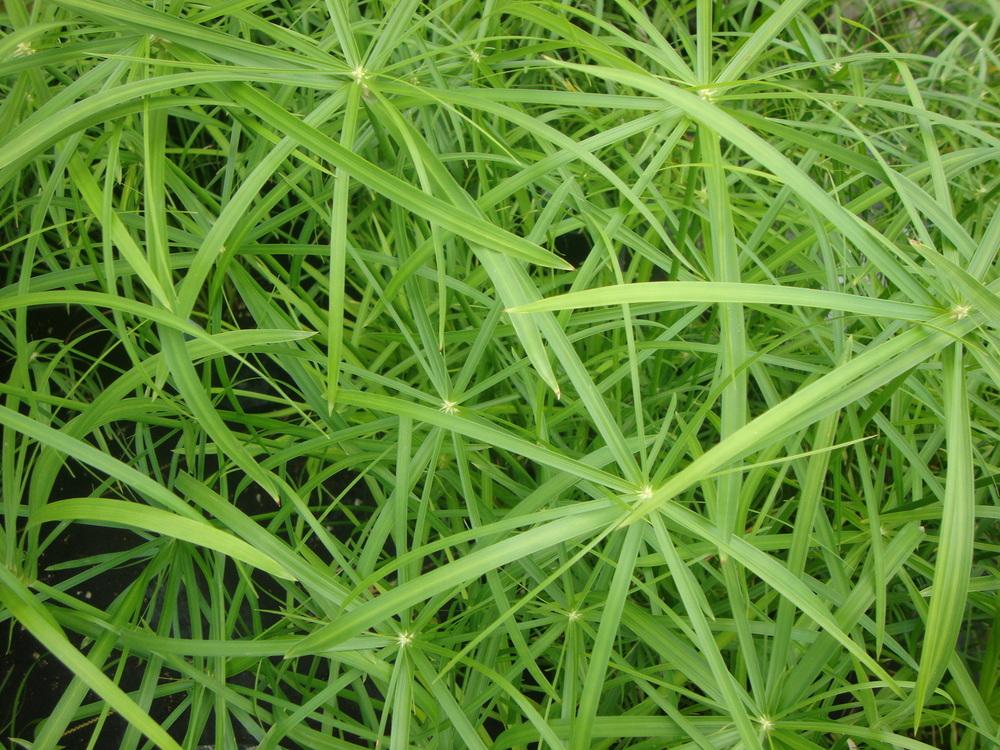 Photo of Umbrella Grass (Cyperus involucratus Graceful Grasses® Baby Tut®) uploaded by Paul2032