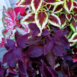 Location: Part Shade z6
Date: 2012-08-07
Paired here with coleus Aurumn and Caladium Pinkmix