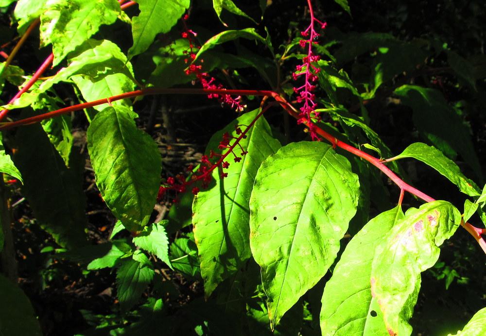 Photo of Pokeweed (Phytolacca americana) uploaded by jmorth