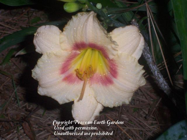 Photo of Daylily (Hemerocallis 'Siloam Virginia Henson') uploaded by vic