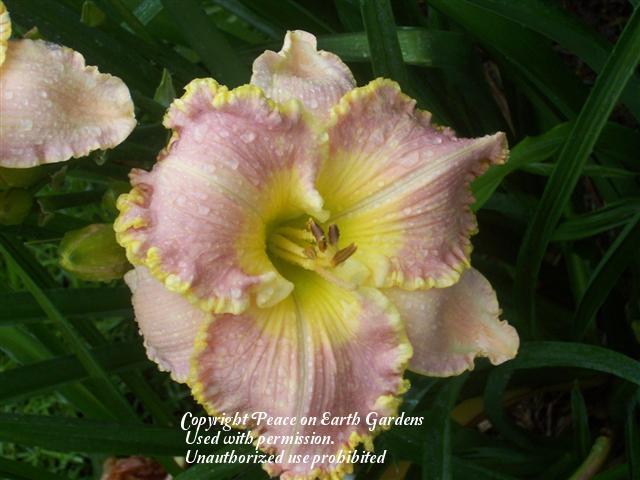 Photo of Daylily (Hemerocallis 'Spacecoast Southern Belle') uploaded by vic