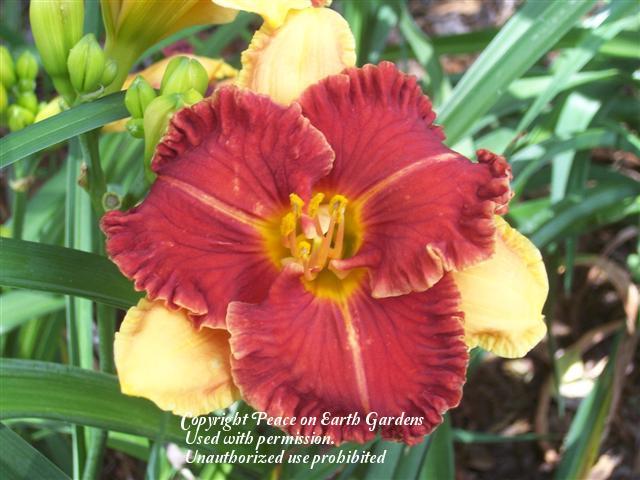 Photo of Daylily (Hemerocallis 'Spacecoast Color Scheme') uploaded by vic