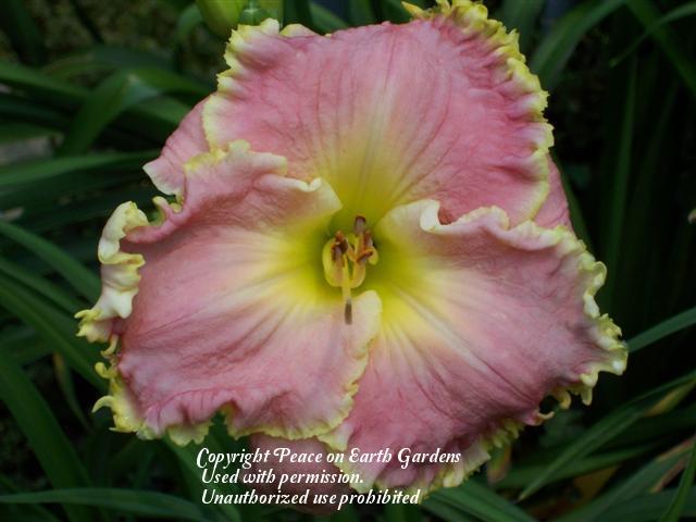 Photo of Daylily (Hemerocallis 'Shores of Time') uploaded by vic