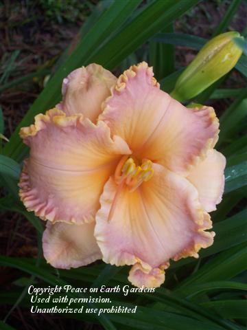 Photo of Daylily (Hemerocallis 'Spacecoast Dixie Chick') uploaded by vic