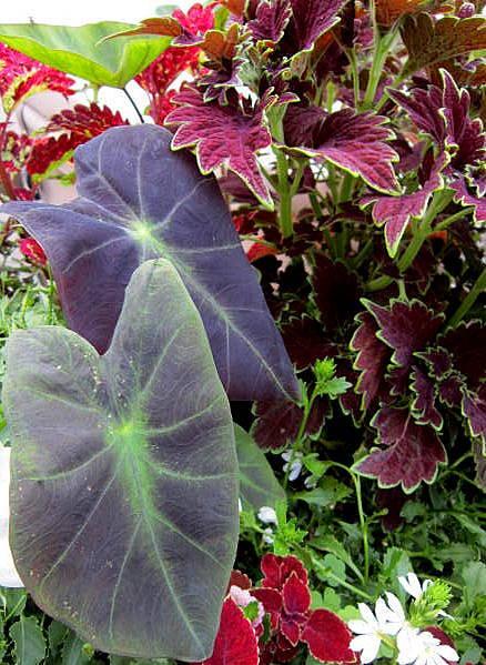 Photo of Imperial Taro (Colocasia esculenta 'Black Beauty') uploaded by ge1836