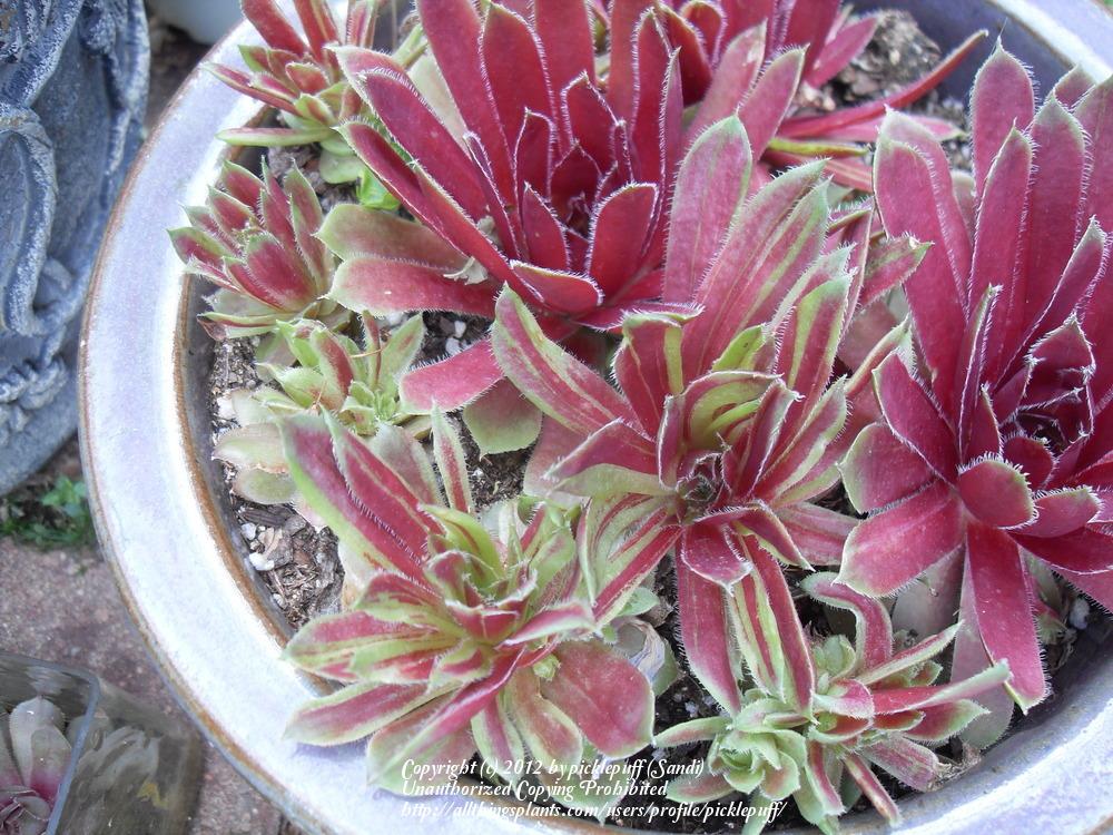 Photo of Hen and Chicks (Sempervivum 'New Rhumba') uploaded by picklepuff