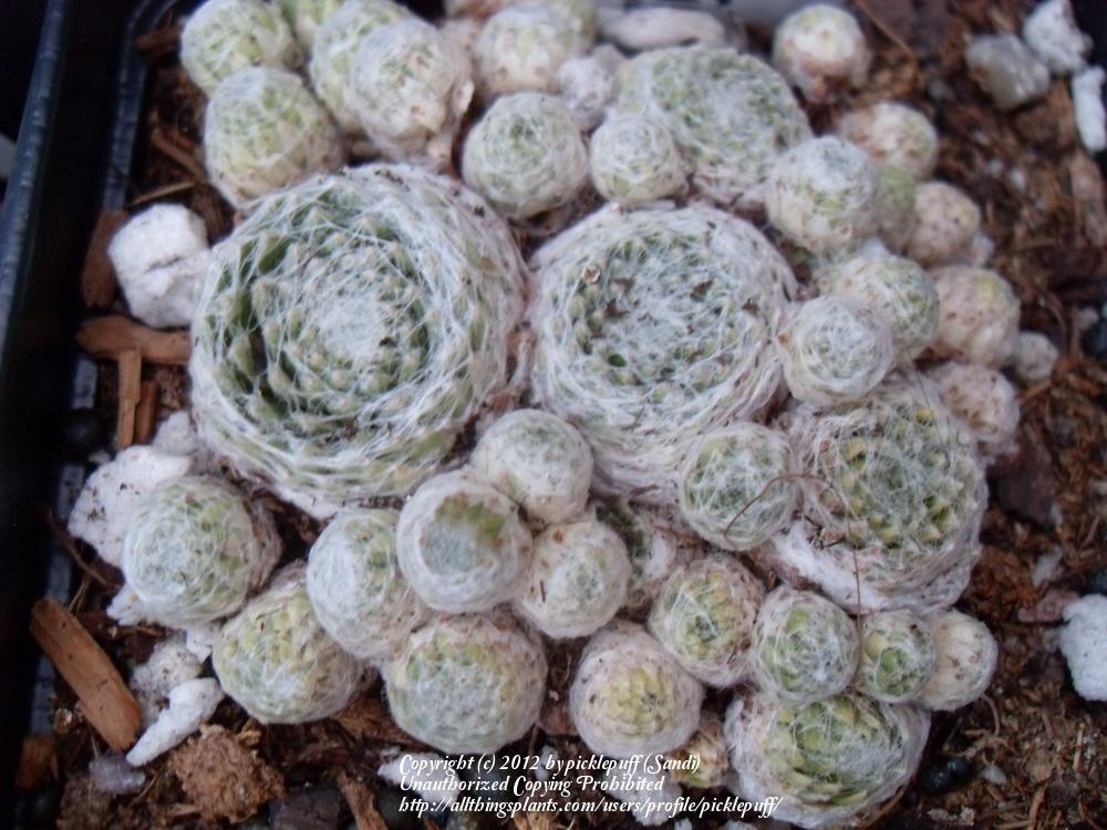 Photo of Hen and Chicks (Sempervivum 'Xandra') uploaded by picklepuff