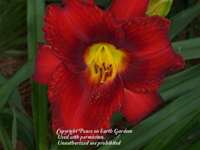 Photo of Daylily (Hemerocallis 'Sultans Ruby') uploaded by vic
