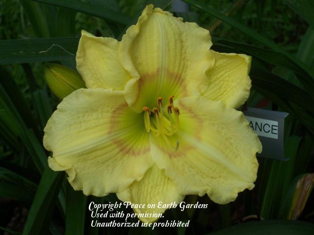 Photo of Daylily (Hemerocallis 'Stairway to Heaven') uploaded by vic