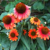 Echinacea Sombrero 'Hot Coral' is highly fragrant compared to oth