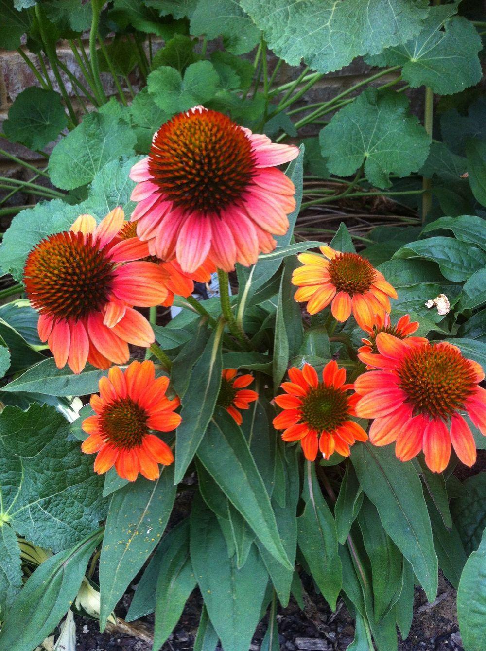 Photo of Coneflower (Echinacea Sombrero® Poco™ Hot Coral) uploaded by clintbrown