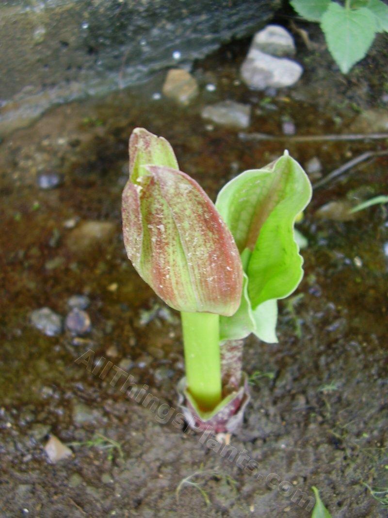 Photo of African Blood Lily (Scadoxus multiflorus) uploaded by kaleem