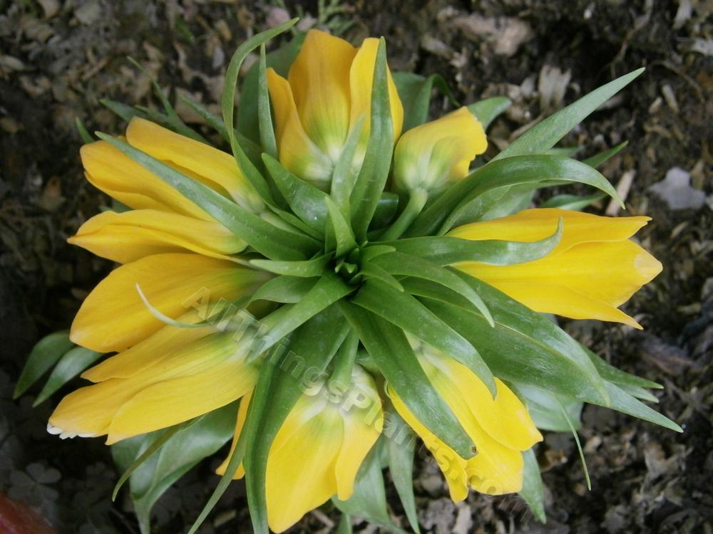 Photo of Crown Imperial Fritillary (Fritillaria imperialis 'Maxima Lutea') uploaded by kaleem