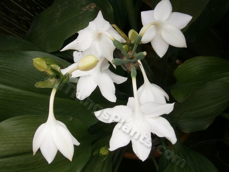 Photo of Amazon Lily (Urceolina amazonica) uploaded by kaleem