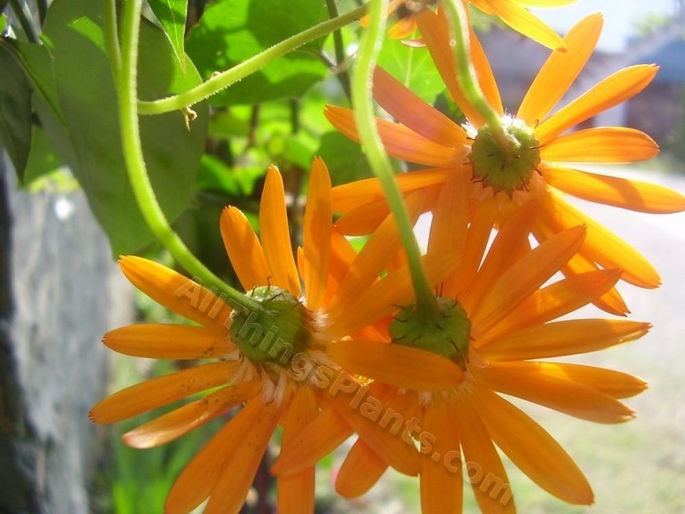 Photo of Mexican Flame Vine (Pseudogynoxys chenopodioides) uploaded by kaleem