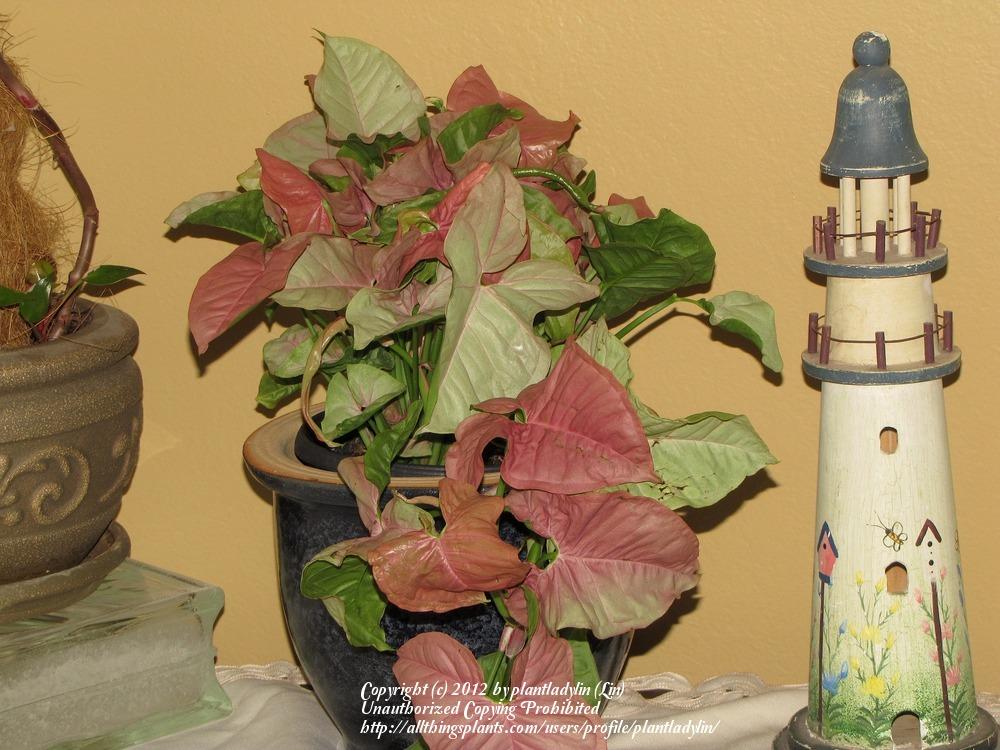 Photo of Arrowhead Vine (Syngonium podophyllum 'Berry Allusion') uploaded by plantladylin
