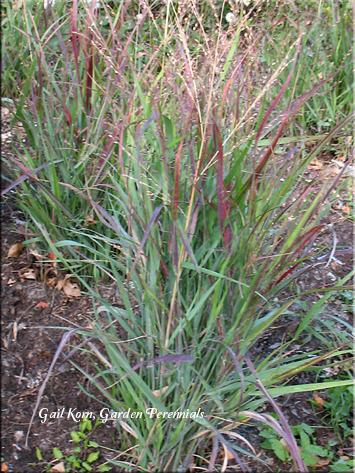 Photo of Switch Grass (Panicum virgatum 'Shenandoah') uploaded by Joy