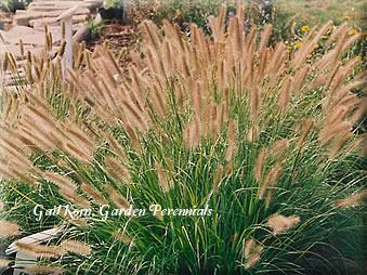 Photo of Fountain Grass (Cenchrus alopecuroides) uploaded by Joy