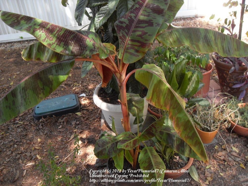 Photo of Red Banana Tree (Musa sumatrana 'Rojo') uploaded by TexasPlumeria87