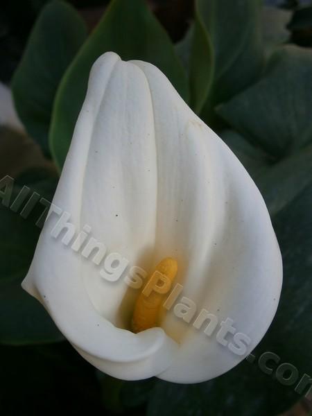 Photo of Calla Lily (Zantedeschia aethiopica 'White Giant') uploaded by kaleem