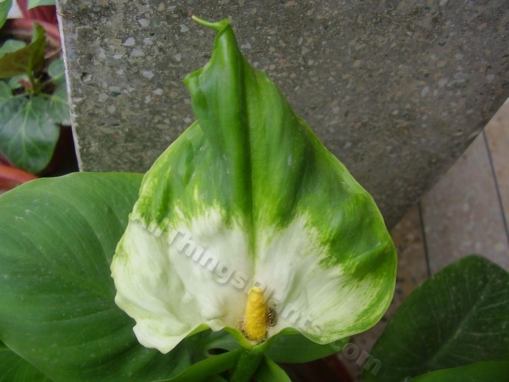 Photo of Calla Lily (Zantedeschia aethiopica 'Green Goddess') uploaded by kaleem