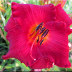 
Date: 2012-03-26
Courtesy of Quarles Daylilies Used with Permission