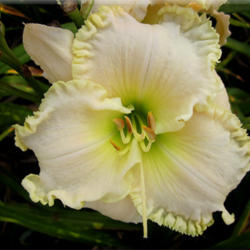 
Date: 2012-03-26
Courtesy of Quarles Daylilies Used with Permission