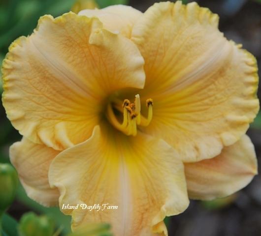 Photo of Daylily (Hemerocallis 'Puccini') uploaded by Joy